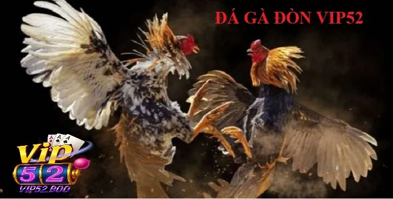 Trực Tiếp Đá Gà Đòn - Thế giới đá gà đỉnh cao kịch tính